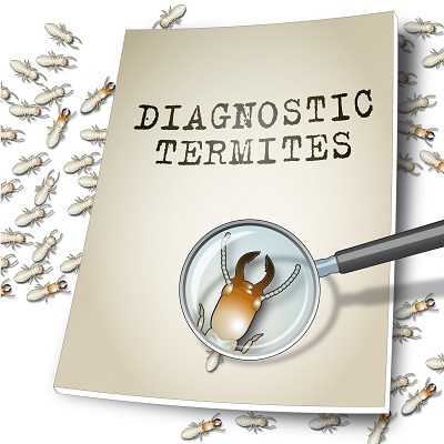 Diagnostic termites : une cour d’appel rappelle les bonnes pratiques de cette expertise